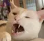 ねこかのプロフィール画像