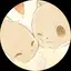 忍たん。のプロフィール画像