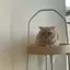 ミヤのプロフィール画像