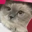 あちゃのプロフィール画像