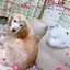 みぃママのプロフィール画像