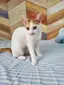 ナカコのプロフィール画像