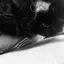 ねこぜのプロフィール画像