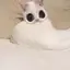 maochanのプロフィール画像
