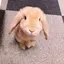MIMIのプロフィール画像
