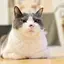 もふもふのプロフィール画像