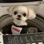 めろのプロフィール画像