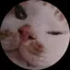 〆鯖のプロフィール画像