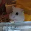 彩のプロフィール画像