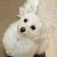 ちひろのプロフィール画像
