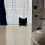 鯨のプロフィール画像