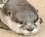 かわうそのプロフィール画像
