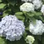 HAMA★のプロフィール画像