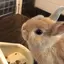 さやたんのプロフィール画像