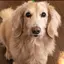 Ruusanのプロフィール画像
