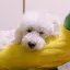 ｺﾊﾙのプロフィール画像