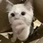 ねこのプロフィール画像