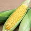 とうもろこしのプロフィール画像