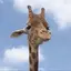 げんのプロフィール画像