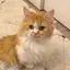 なななのプロフィール画像