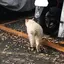 とりのプロフィール画像