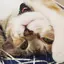 アルシェのプロフィール画像