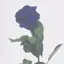 るーのプロフィール画像
