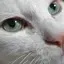 しろねこのプロフィール画像