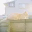 めのプロフィール画像