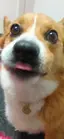 レモンパイのプロフィール画像