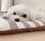 アロのプロフィール画像