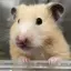 はむはむかれんのプロフィール画像