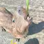 qiuのプロフィール画像