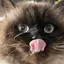 たぬのプロフィール画像
