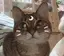 ぺすのプロフィール画像