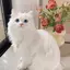 葵のプロフィール画像