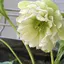 Chiakiのプロフィール画像