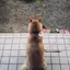 しろのプロフィール画像
