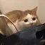 佳代子のプロフィール画像