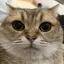 Katyのプロフィール画像