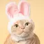ちゃむねこのプロフィール画像