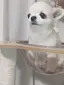 摩咲のプロフィール画像