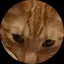 あぶぶのプロフィール画像