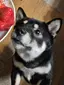 柴のプロフィール画像
