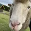 ayuのプロフィール画像