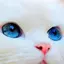 ゆきねこのプロフィール画像