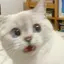 はるさめのプロフィール画像
