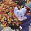 risaのプロフィール画像