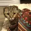 ハニのプロフィール画像