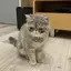 honのプロフィール画像